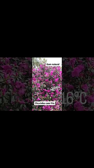 Relaxe com esse natural de chuva que eu mesmo gravei para vocês. #shorts