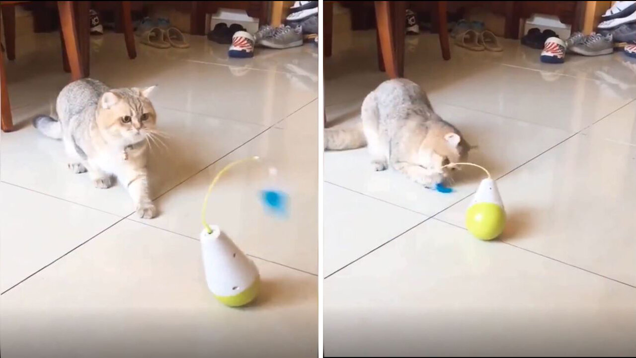 Cats are curious about funny cat toys