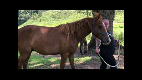 Working with Banjo the Brumby. Hoof trimming and a friend shows her technique