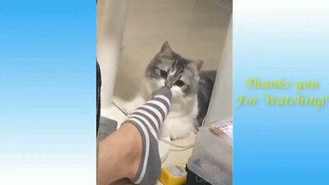 Funny and cute 🐈 cat videos