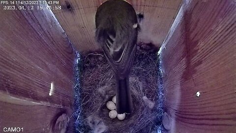 Great Tit adventure - Day 27 - 7th egg