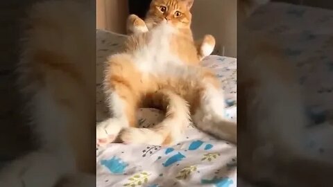 Funny cats / Funny Pets / Funny Animals #shortsvideo #ytshortsvideo