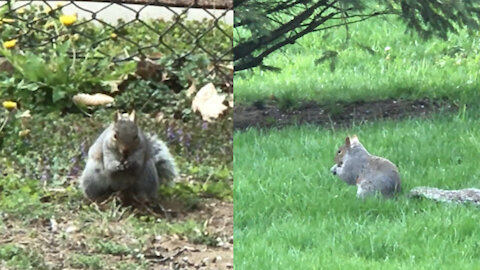 Amazing pretty lucky chipmunk find delicious food