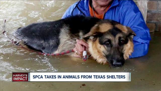 SPCA Serving Erie County is Taking in Animals From Texas Shelters