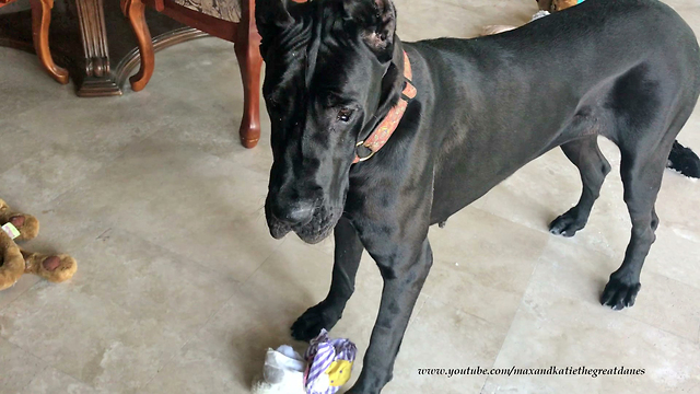 Funny Great Dane Loads Up Her Bed With Toys While Brother Dog Sleeps