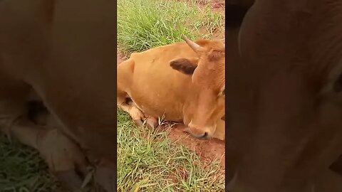 É boi ou é vaca?