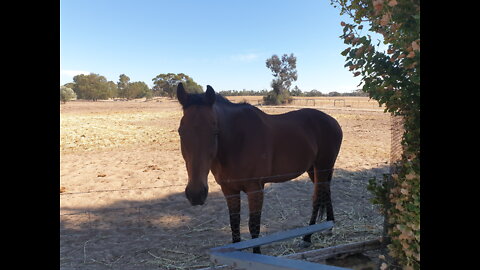 At The BellaRich Farm