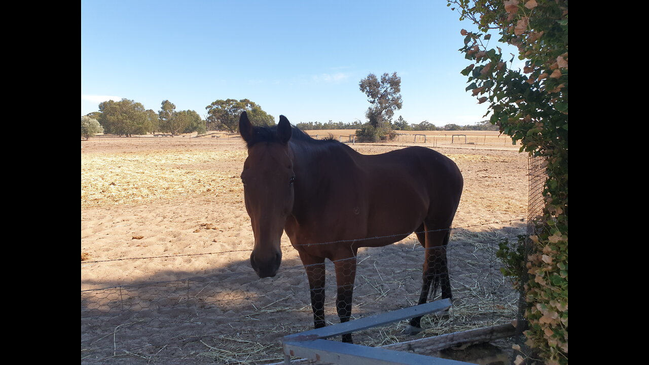 At The BellaRich Farm