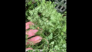 Beautiful, Delicate wild ferns