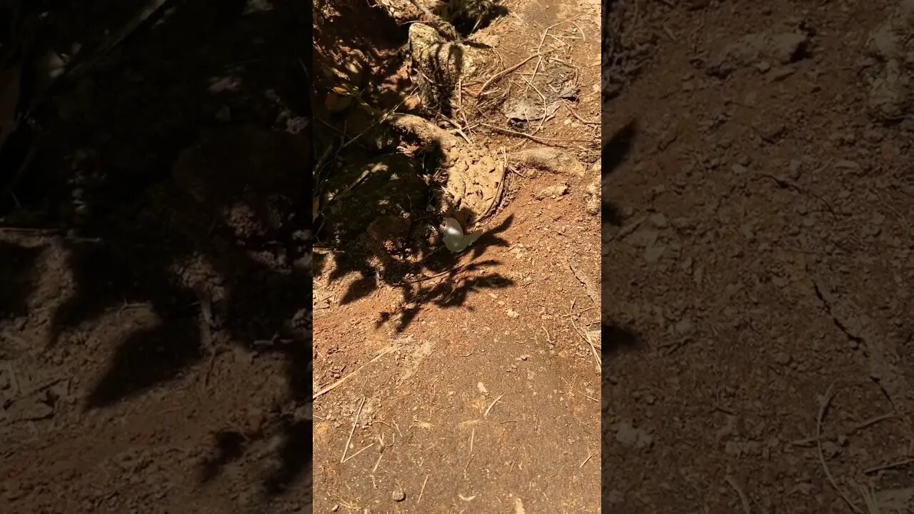 Can you spot the beautiful creature hiding in plain sight?! ππ₯Έπ