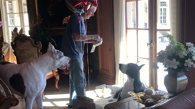 Happy Great Danes Celebrate 8th Birthday with Balloons and Burgers