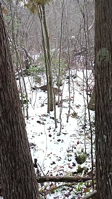 Beulah (the beagle) on a Rabbit Track | In the Field