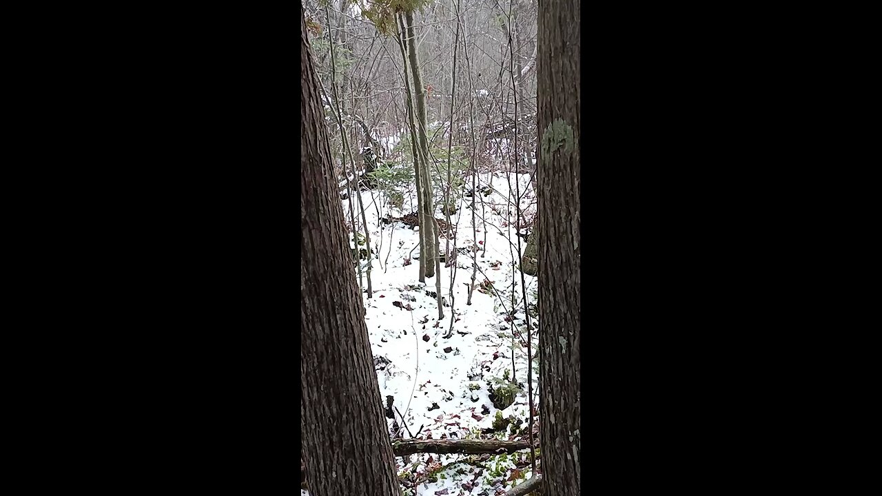 Beulah (the beagle) on a Rabbit Track | In the Field