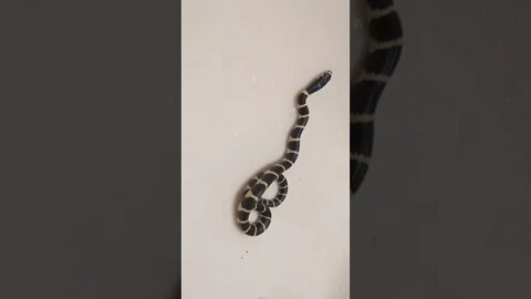 Leslie - the NEW BABY Califoria King Snake COMPARED to a Bar of Soap