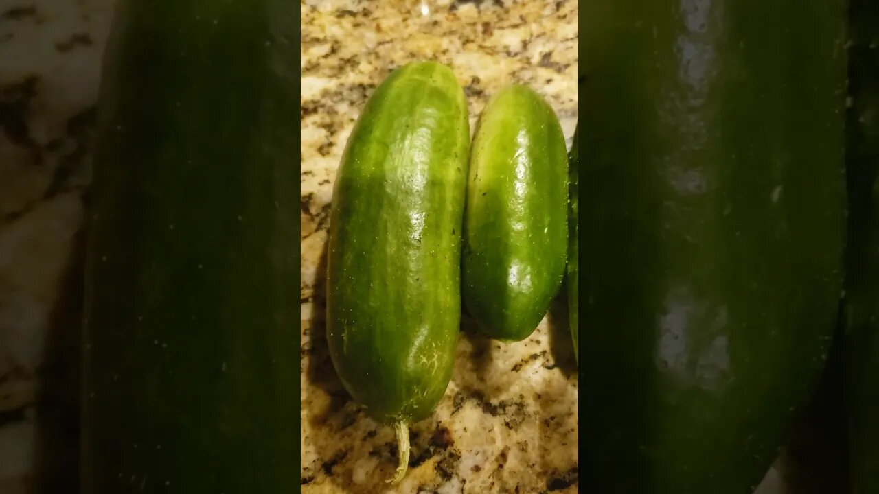 Cucumber disaster to success!