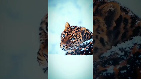 #peace#selfimprovement #relax #chillvibes#relaxingmusic #relaxingsounds#leopard#snow #mindfulness