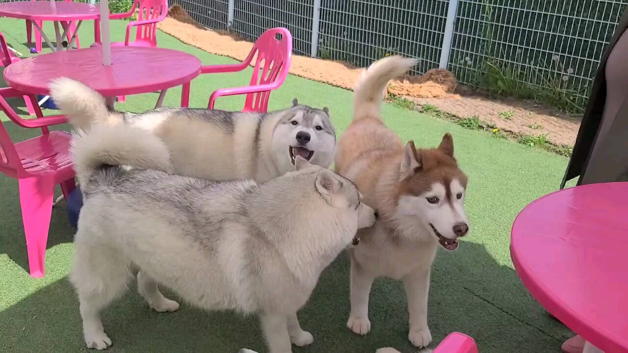 Talkative huskies.Why are you guys so loud?