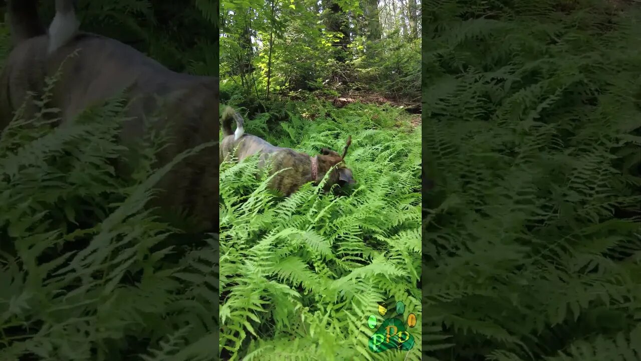 Odin shreds a stick.