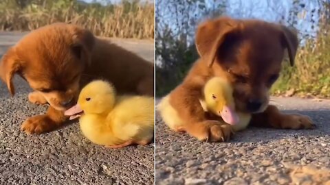 Beautiful friendship between a dog and a duck !