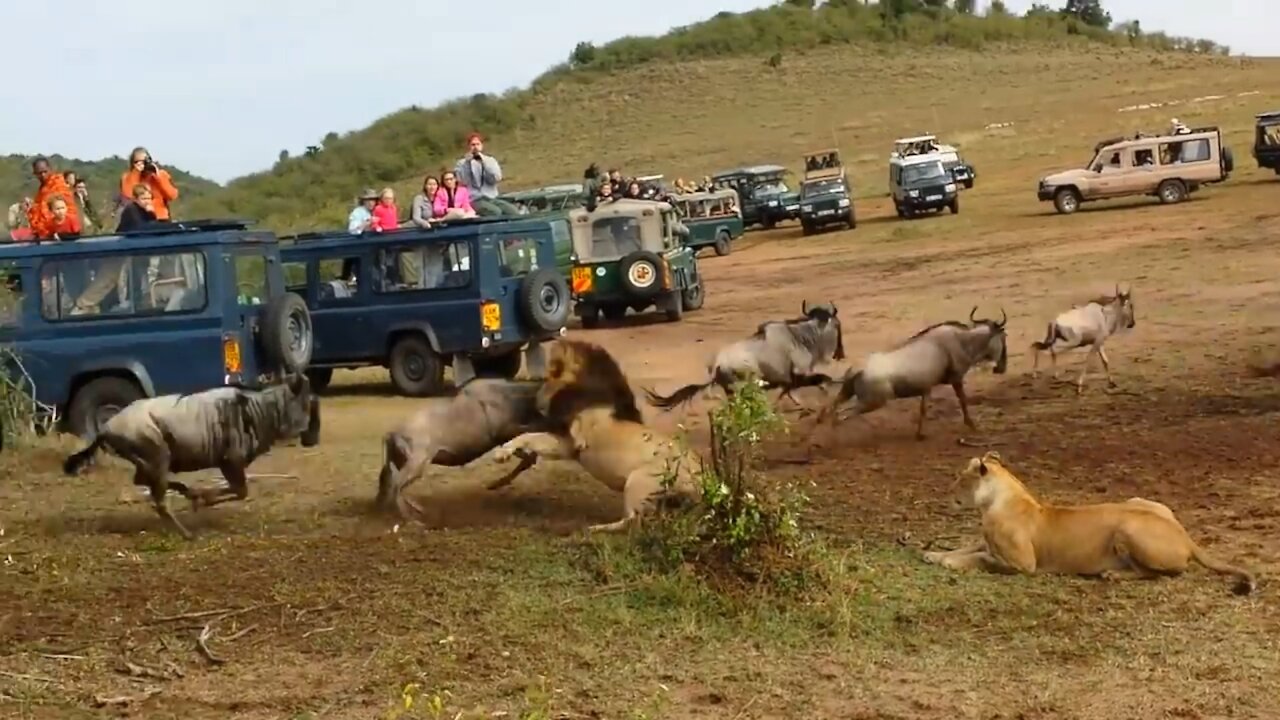 LION KING 🦁 AT WILDEBEEST CROSSING