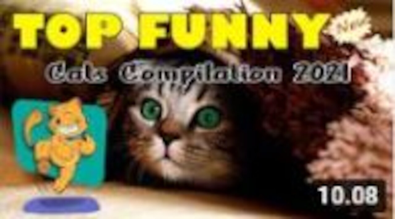 Cute Cats and Funny Dogs Videos Compilation 2021- Pets lover like you