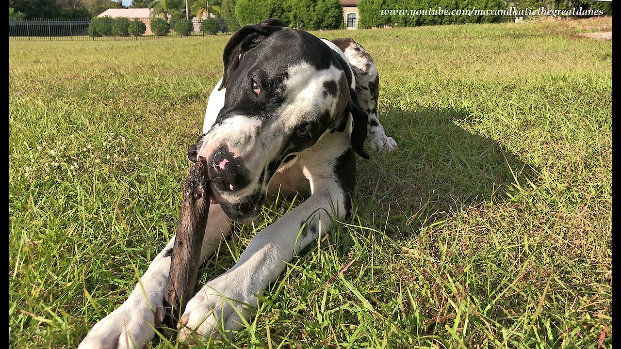 Great Dane Enjoys The Simple Joy Of Chewing On A Stick