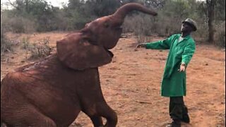 Elefante bebé dança com o tratador no Quénia