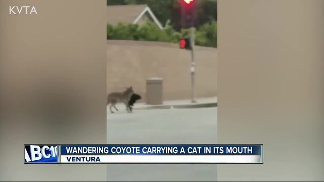 Wandering coyote spotted carrying cat in its mouth