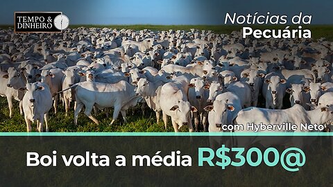 Boi volta a média R$300@ . Frigoríficos vão as compras na última semana de março