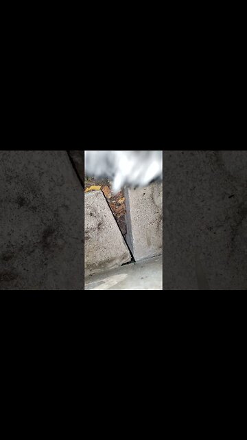 Bax and Jerry - Episode 2 #baxseif #tibetanterrier #goodboy #rescuedog