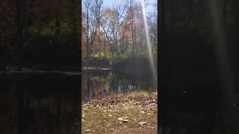 beautiful blackwater pond in forest.