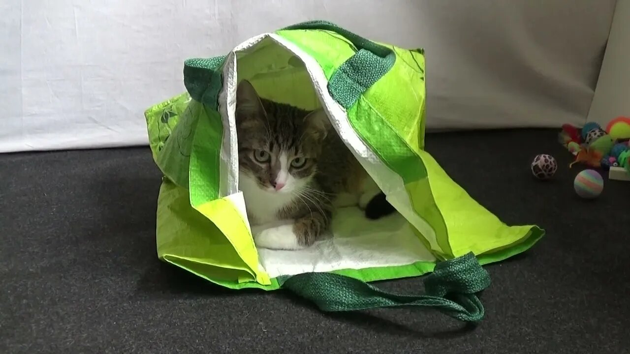 Little Cat Hides in a Shopping Bag