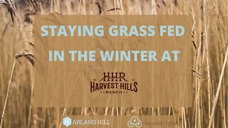 Staying Grass Fed in the Winter at Harvest Hills Ranch