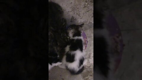 Freddy Kitten Wants The Food All To Himself! #Shorts 😻