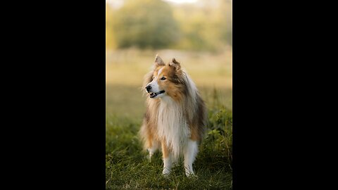 Dog movement