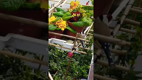 🍓🌹🐦Thirsty Gold Finch Stops for Drink