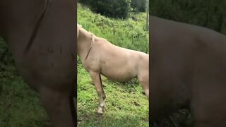 Fat palomino brumby