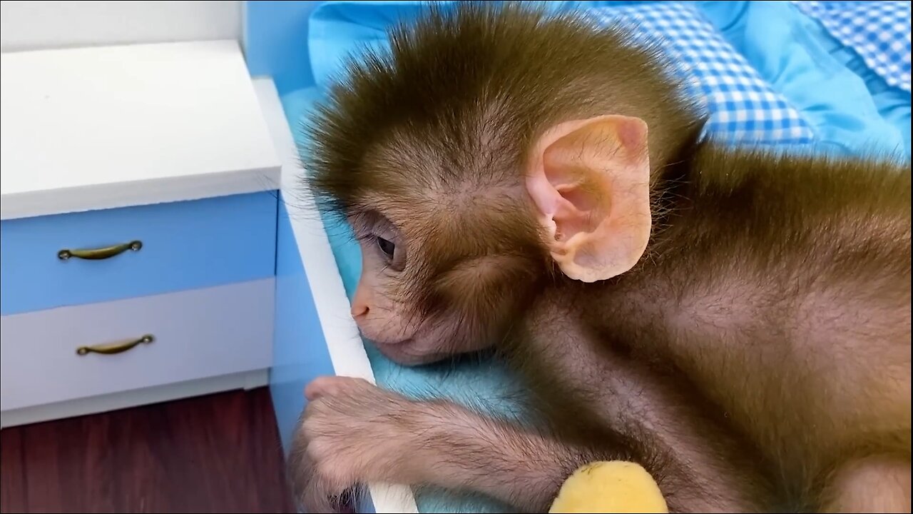 A day of Baby monkey Bon Bon and beautiful friendship with puppy So cute, funny animal video