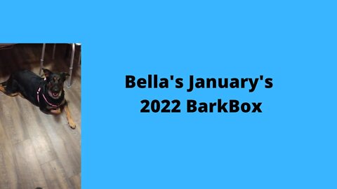 Bella's January's 2022 Bark Box