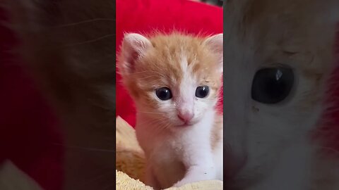 The most cute kitten 😻