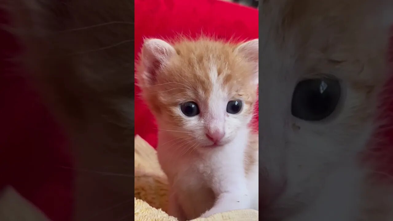 The most cute kitten 😻