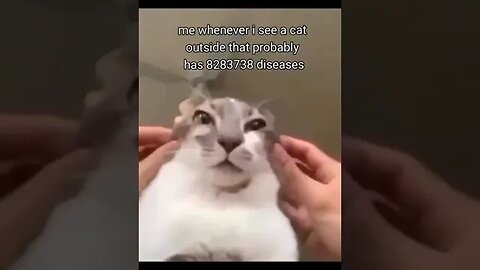 STOP PETTING RANDOM CATS!! #shorts