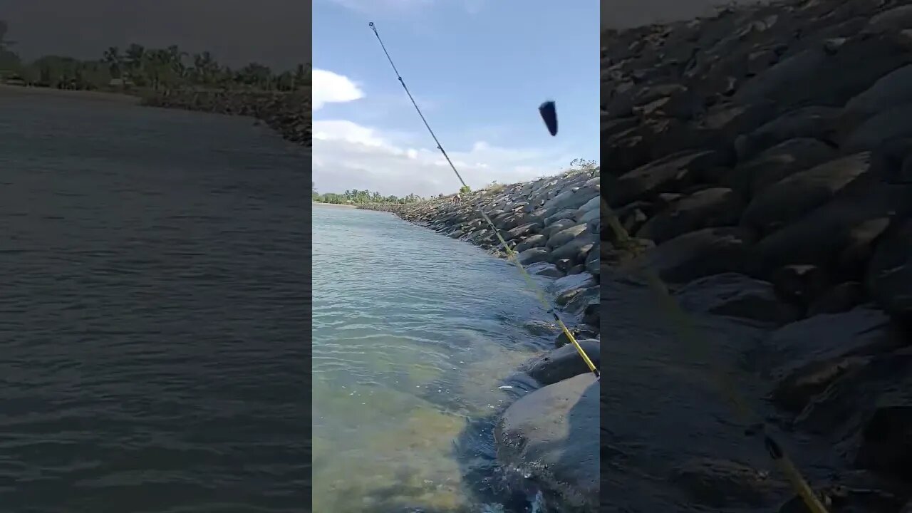 #fishing #fish #shortvideo #ikanhiasairtawar #shortsfeed #fishingequipment