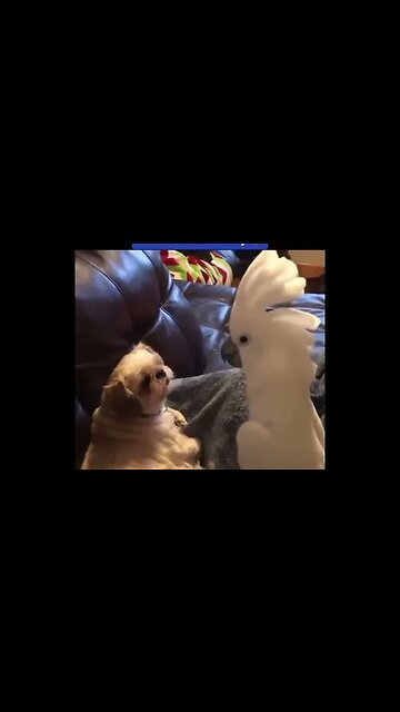 Bird tells dog about his day.