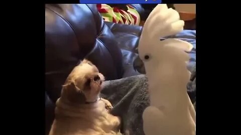 Bird tells dog about his day.