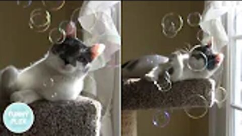 Cat freaks out over bubbles