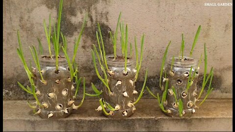 HOW TO GROW GREEN GARLIC IN PLASTICS BOTTLE || HOW TO GROW GARLIC AT HOME