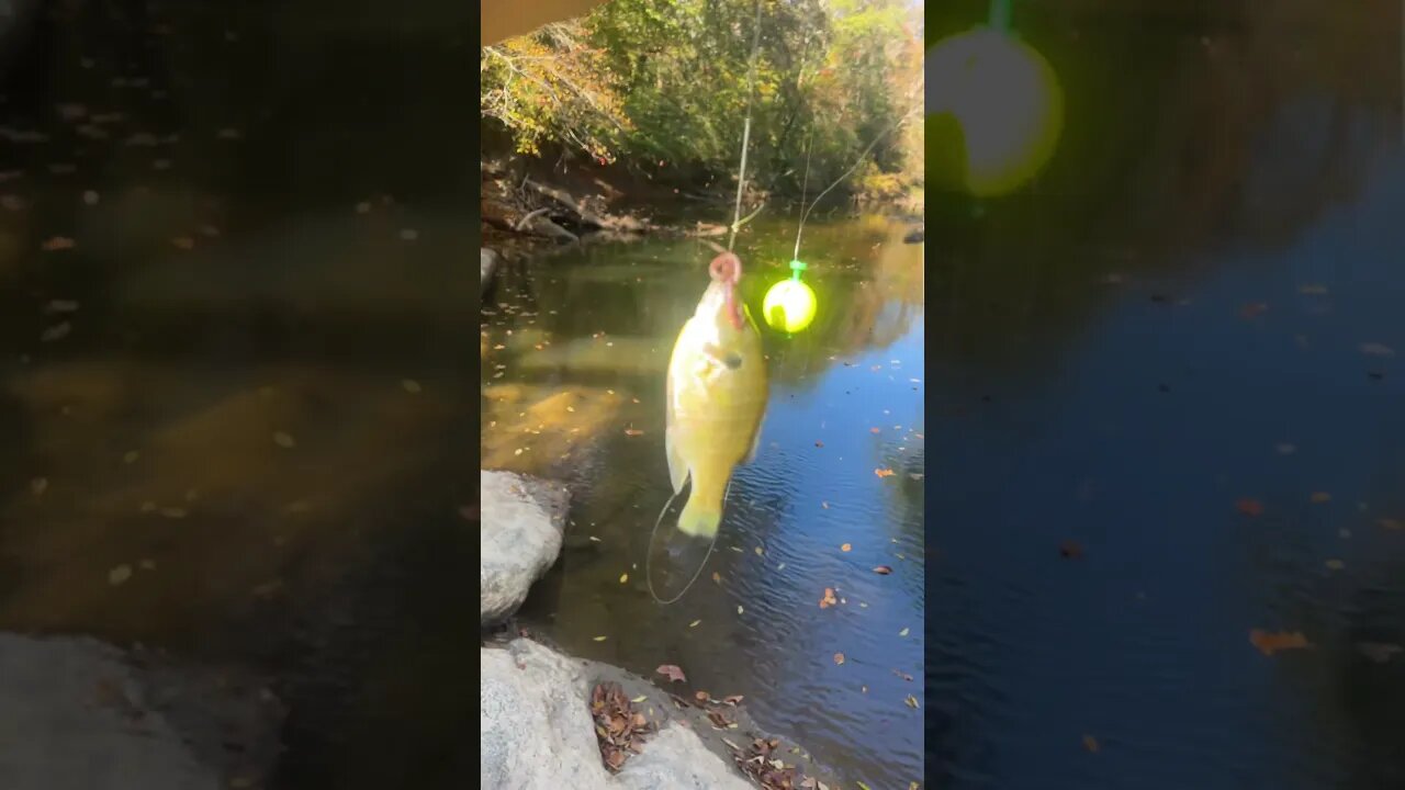 First fish of the day! Bluegill! #fishing #outdoors #nature