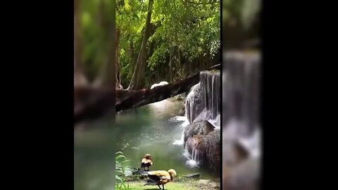 Beautiful Birds Chirping #ytshorts #shorts #PetpupFun