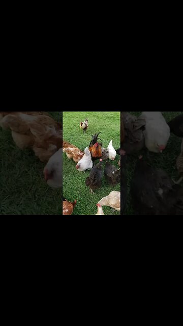 This Is Our Head Rooster Named Buddy. He Was Born Here On The #homestead #chickens #chickenlife